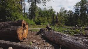How Our Tree Care Process Works  in  Conyngham, PA
