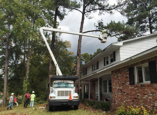 Trusted Conyngham, PA Tree Care Experts