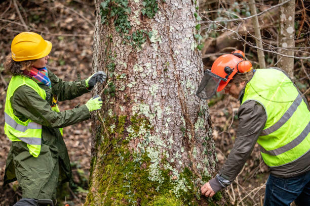 Seasonal Cleanup (Spring/Fall) in Conyngham, PA