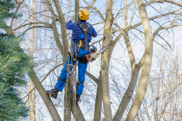 Best Tree Maintenance Programs  in Conyngham, PA