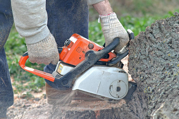 Best Lawn Pest Prevention  in Conyngham, PA