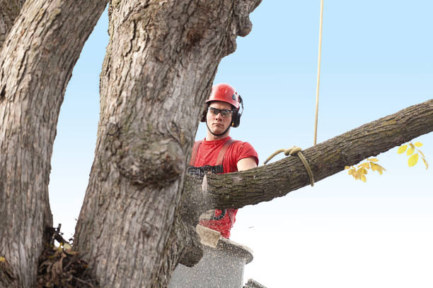 Best Tree Health Inspection  in Conyngham, PA
