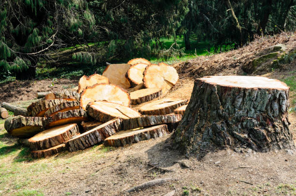 Best Tree and Shrub Care  in Conyngham, PA